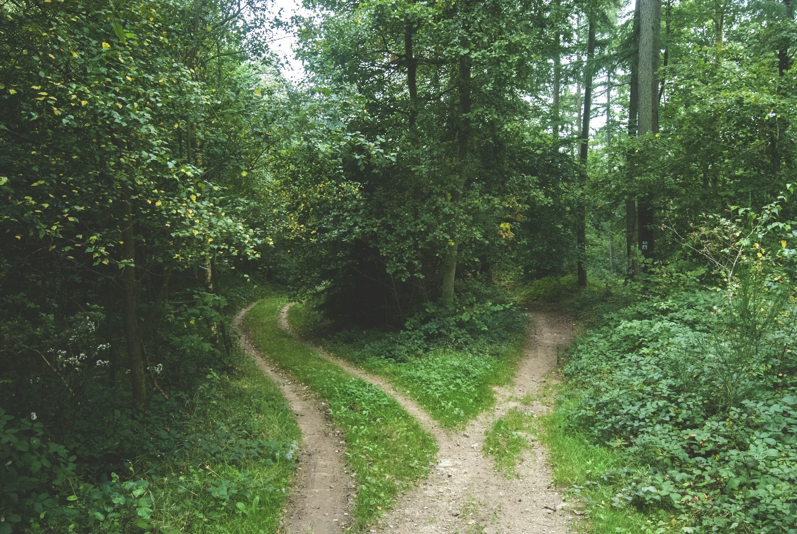 Two roads diverging between trees, representing the choice between ElevenLabs and its alternatives