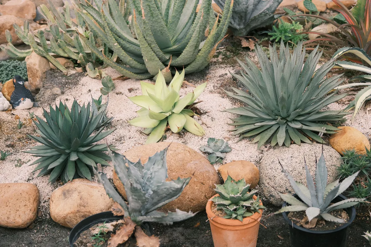 A water-wise xeriscape garden of succulents set among rocks and gravel
